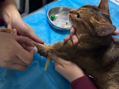 -伟伟宠物医院·CT影像中心·瑞派犬猫综合性门诊(汉口总院)