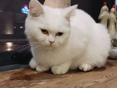 -吉丁鸟咖·异宠·寄养