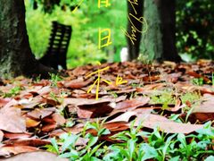 -上海共青森林公园