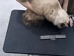 -爱洗澡的猫(天河路店)