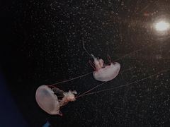 -欢乐海岸海洋奇梦馆