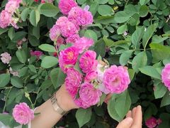 -桃花岛景观公园