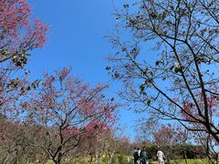 -深圳仙湖植物园