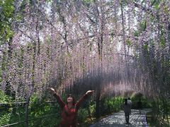 -大塘金香草谷