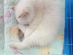 -屋虎猫馆(宝安大仟里店)