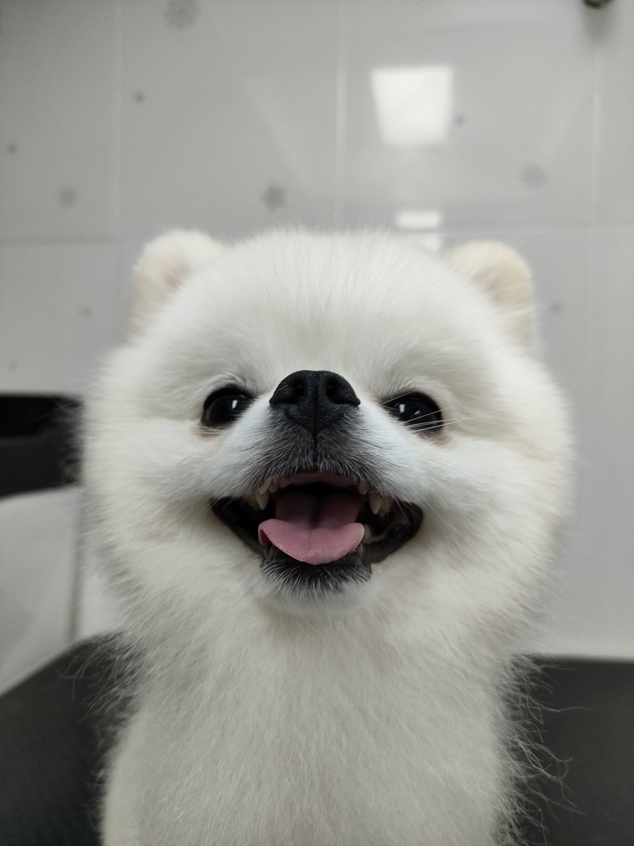 球球·你要萌鼠谁呀宝宝[色]#博美 #微笑天使