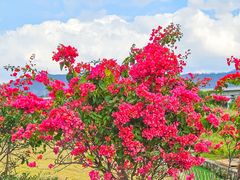 -光明小镇欢乐田园