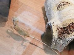 -酷以爬仙阁实体爬宠店·守宫·蜥蜴·专业繁育