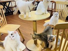 -楼上猫咖(罗湖店)