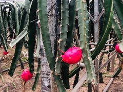 -上海多利农业发展有限公司