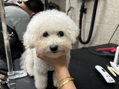 -帕帕拉兹宠物(亚洲旗舰店)