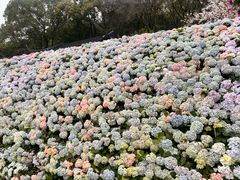-苏州上方山国家森林公园