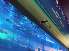 -迪拜水族馆及水下动物园