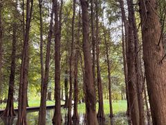 -溱湖国家湿地公园