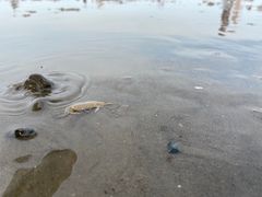 -奉贤海滩