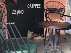 -喵屿·大理花园猫咖