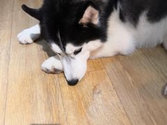 -Husky Go! 哈士奇体验馆·宠物咖啡厅狗咖