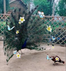 -萌宠亲子动物乐园(槐房万达店)