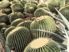 -北京植物园-展览温室