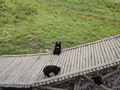 -黑瞎子岛探秘野熊园