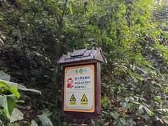 -西双版纳原始森林公园