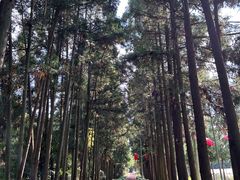 -上海长兴岛郊野公园