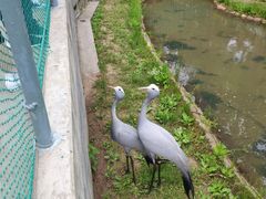 -西霞口神雕山野生动物世界