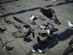 -槟城观音庙(Goddess of Mercy)