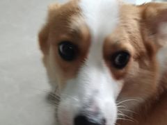 -瑞派福兴宠物医院犬猫全科·骨科·中西医结合(河东店)