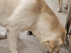 -共舞时光猫咖·狗咖(新街口店)