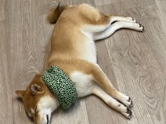 -柴迷FANS CLUB·柴犬狗咖·猫咖