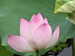 -荔湾湖公园