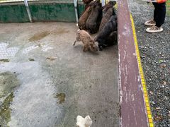 -前小桔亲子创意农场·草莓采摘·露营烧烤