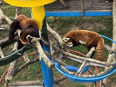 -西霞口神雕山野生动物世界