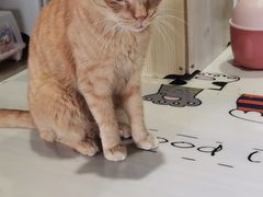 -藏猫猫咖啡主题馆(中央大道店)