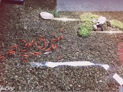 -几荷·恰似故人来(秀水广场店)