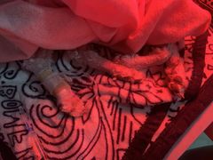 -纳吉亚猫专科动物诊疗中心(蒋宅口分院)