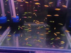 -保定市花鸟鱼虫市场