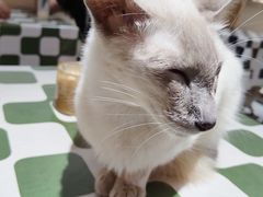 -猫小院猫主题餐厅(南锣旗舰店)