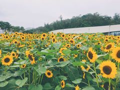 -野狸岛