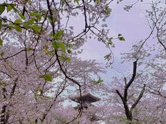 -东湖磨山景区