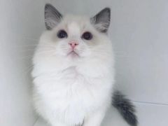 -Bastet sally猫舍购宠(静安店)