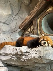 -Zoolung Zoolung动物主题公园(海信广场店)