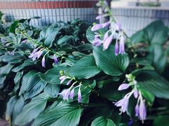 -东北师范大学(净月大街校区)