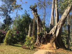 -瑞丽独树成林风景区