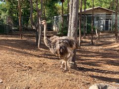 -清迈夜间动物园