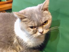 -猫色咖啡·猫咖