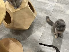 -楼上猫咖(罗湖店)