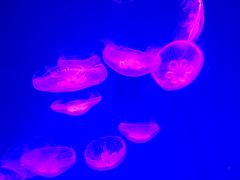 -芜湖新华联大白鲸海洋公园