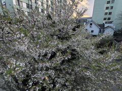 -杭州市第一人民医院(湖滨院区)